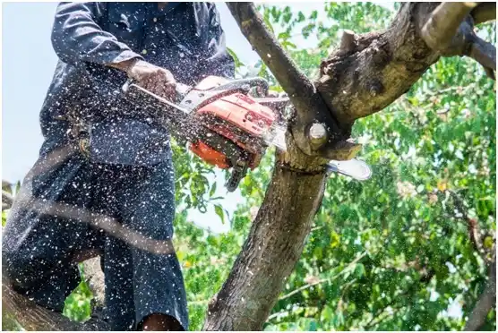 tree services Woodbury